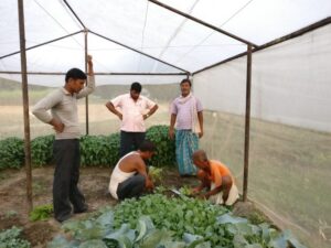 नमुना कृषि फार्म, बारा